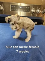 Blue tan merle female blue eye ready to go now , a female Miniature Schnauzer for sale in Niles, MI – 5 of 5