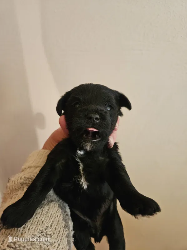 Black male #2 – Miniature Schnauzer puppy for sale in Niles, MI