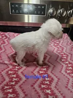 toy wheaton (f) 2 blue eyes ready to go!, a female Miniature Schnauzer for sale in Niles, MI – 5 of 5