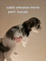 Sable wheaton merle parti female blue eye, a female Miniature Schnauzer for sale in Niles, MI – 3 of 5