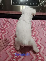 toy wheaton (f) 2 blue eyes ready to go!, a female Miniature Schnauzer for sale in Niles, MI – 3 of 5