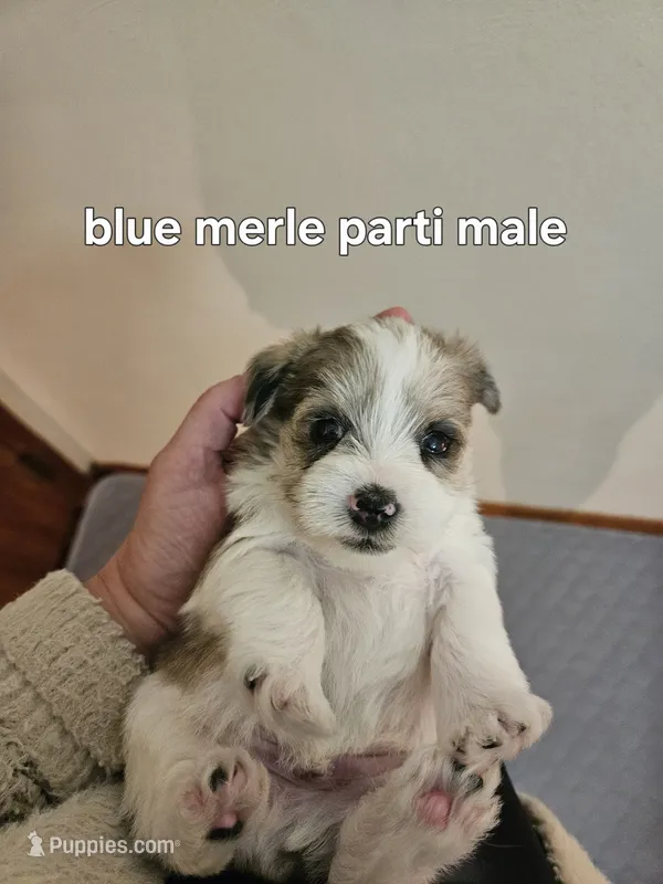Blue merle parti male  – Miniature Schnauzer puppy for sale in Niles, MI