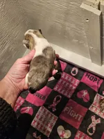 Blue merle parti male , a female Miniature Schnauzer for sale in Niles, MI – 3 of 3