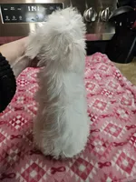 wheaton female 2 blue eyes ready to go!, a female Miniature Schnauzer for sale in Niles, MI – 6 of 6