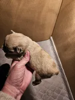 Liver tan pepper merle #2, a male Miniature Schnauzer for sale in Niles, MI – Photo 2 of 4