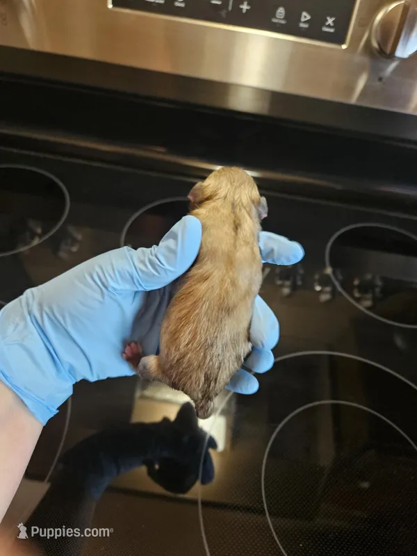 Liver tan pepper merle #2 – Miniature Schnauzer puppy for sale in Niles, MI