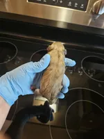 Liver tan pepper merle #2, a male Miniature Schnauzer for sale in Niles, MI – Photo 2 of 2