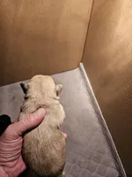 Liver tan pepper merle #2, a male Miniature Schnauzer for sale in Niles, MI – Photo 4 of 4