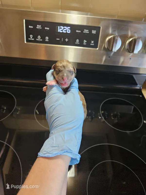 Liver tan pepper merle #2 – Miniature Schnauzer puppy for sale in Niles, MI