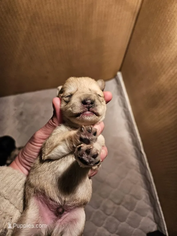 Liver tan pepper merle #2, a male Miniature Schnauzer for sale in Niles, MI – Photo 1 of 4