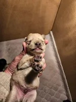 Liver tan pepper merle #2, a male Miniature Schnauzer for sale in Niles, MI – Photo 1 of 4