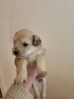 Sable wheaton tan pepper merle #2, a male Miniature Schnauzer for sale in Niles, MI – 2 of 5