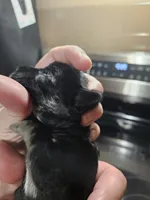 Black merle male, a male Miniature Schnauzer for sale in Niles, MI – Photo 2 of 6