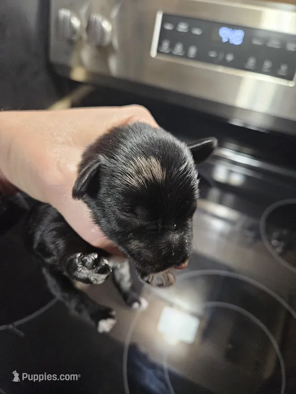 Black merle male, a male Miniature Schnauzer for sale in Niles, MI – Photo 1 of 6