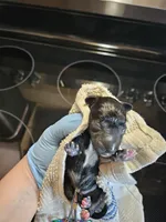 Black merle male, a male Miniature Schnauzer for sale in Niles, MI – Photo 1 of 2