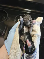 Black merle male, a male Miniature Schnauzer for sale in Niles, MI – Photo 2 of 2