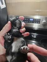 Black merle male, a male Miniature Schnauzer for sale in Niles, MI – Photo 5 of 6