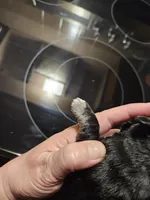 Black merle male, a male Miniature Schnauzer for sale in Niles, MI – Photo 4 of 6
