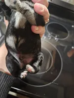 Black merle male, a male Miniature Schnauzer for sale in Niles, MI – Photo 6 of 6