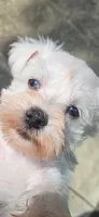 toy wheaton (f) 2 blue eyes ready to go!, a female Miniature Schnauzer for sale in Niles, MI – 2 of 5
