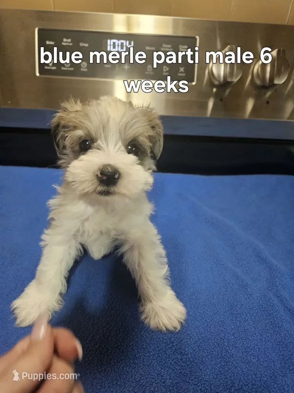 Blue merle parti male  – Miniature Schnauzer puppy for sale in Niles, MI
