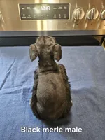 Black merle male ready to go now!, a male Miniature Schnauzer for sale in Niles, MI – 4 of 5