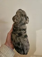 Blue tan merle male, a male Miniature Schnauzer for sale in Niles, MI – 3 of 5