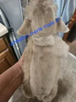  wheaton merle #1 (M) 2 blue eyes, a male Miniature Schnauzer for sale in Niles, MI – 8 of 10