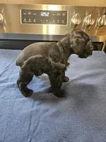 Black male ready to go now!, a male Miniature Schnauzer for sale in Niles, MI – 4 of 4