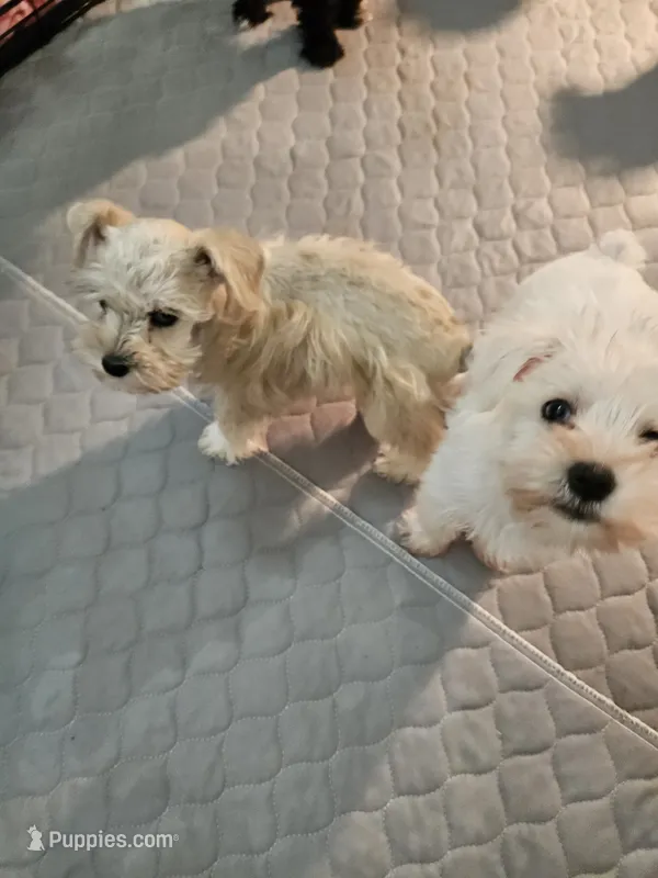  wheaton merle #1 (M) 2 blue eyes! ready to go now!! – Miniature Schnauzer puppy for sale in Niles, MI