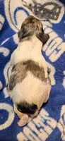 Blue merle parti female #2, a female Miniature Schnauzer for sale in Niles, MI – 1 of 1