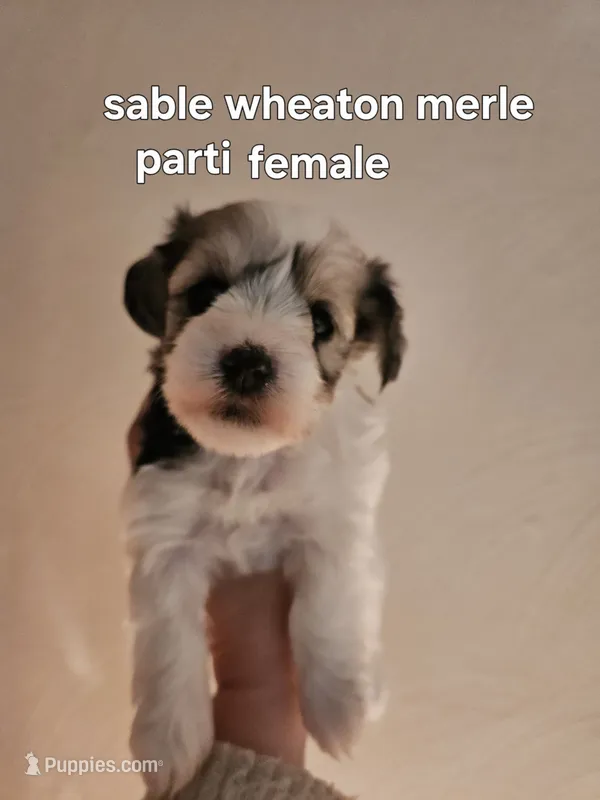 Sable wheaton merle parti female blue eye – Miniature Schnauzer puppy for sale in Niles, MI
