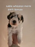 Sable wheaton merle parti female blue eye, a female Miniature Schnauzer for sale in Niles, MI – 1 of 5