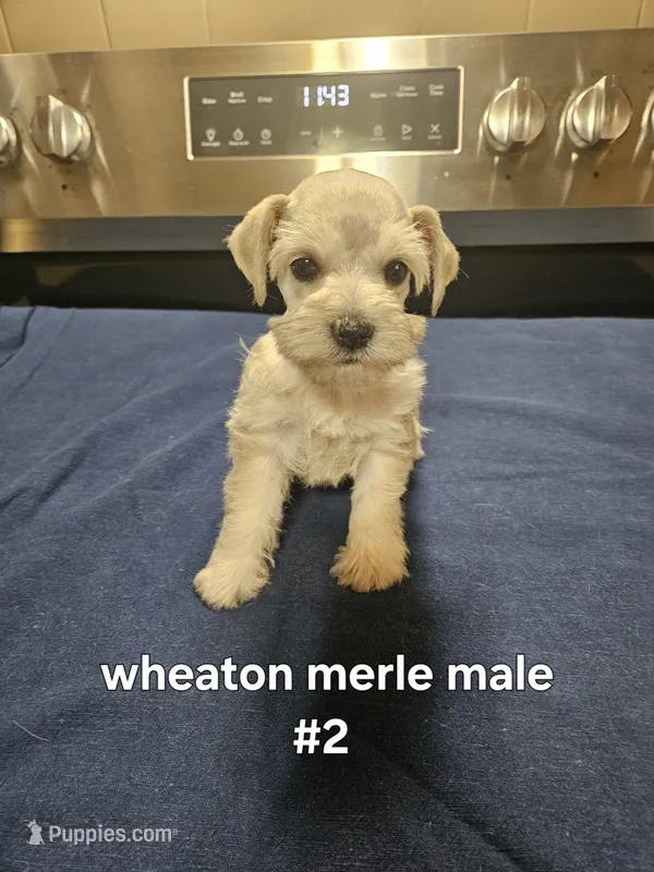  wheaton merle #2 Has 2 hazel eyes – Miniature Schnauzer puppy for sale in Niles, MI