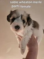 Sable wheaton merle parti female blue eye, a female Miniature Schnauzer for sale in Niles, MI – 2 of 5
