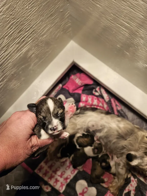 Salt n pepper female white collar – Miniature Schnauzer puppy for sale in Niles, MI