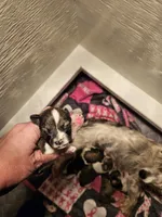 Salt n pepper female white collar, a female Miniature Schnauzer for sale in Niles, MI – 1 of 2