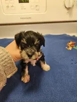 Phantom Black n Silver male , a female Miniature Schnauzer for sale in Niles, MI – Photo 1 of 4