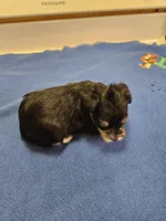 Phantom Black n Silver male , a female Miniature Schnauzer for sale in Niles, MI – Photo 3 of 4