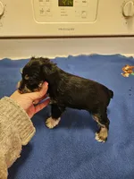 Phantom Black n Silver male , a female Miniature Schnauzer for sale in Niles, MI – Photo 2 of 4