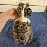 SPECIAL Blue merle parti male, a male Miniature Schnauzer for sale in Niles, MI – Photo 6 of 7