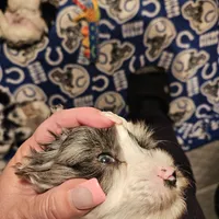 SPECIAL Blue merle parti male, a male Miniature Schnauzer for sale in Niles, MI – Photo 2 of 7