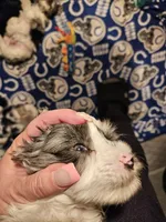 Blue merle parti male #2, a male Miniature Schnauzer for sale in Niles, MI – Photo 7 of 7