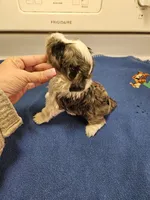 Blue merle parti male #2, a male Miniature Schnauzer for sale in Niles, MI – Photo 4 of 7