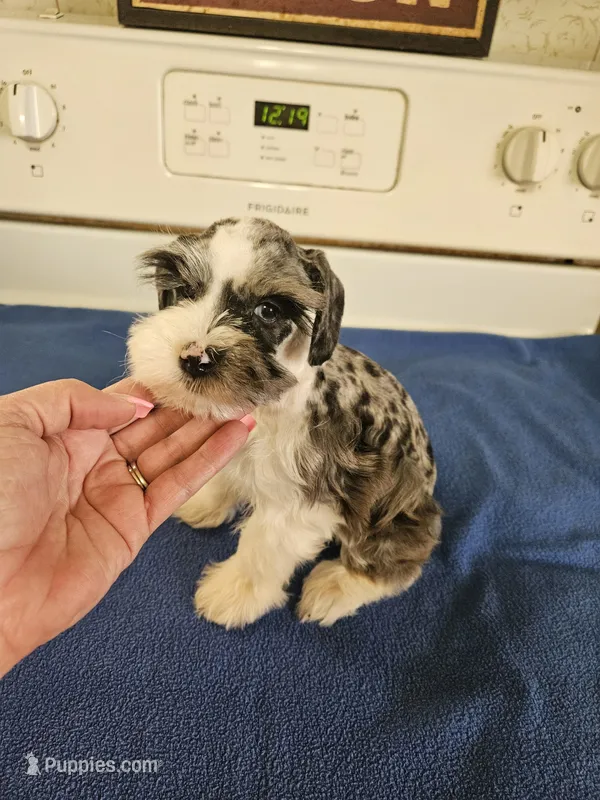 Blue merle parti male #2 rtg
