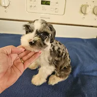 SPECIAL Blue merle parti male, a male Miniature Schnauzer for sale in Niles, MI – Photo 1 of 7