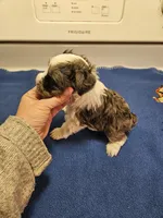 Blue merle parti male #2, a male Miniature Schnauzer for sale in Niles, MI – Photo 3 of 7