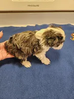 Blue merle parti male #2, a male Miniature Schnauzer for sale in Niles, MI – Photo 5 of 7