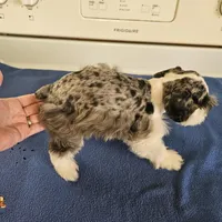SPECIAL Blue merle parti male, a male Miniature Schnauzer for sale in Niles, MI – Photo 5 of 7