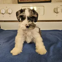 SPECIAL Blue merle parti male, a male Miniature Schnauzer for sale in Niles, MI – Photo 3 of 7